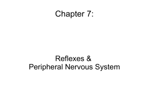 Nervous System: Reflexes and Peripheral Nervous System