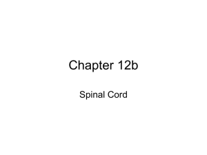 Lecture 12b - Spinal Cord