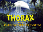Thorax dan Cardiovascular System