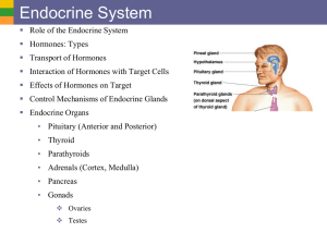 a11 Endocrine System