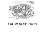 Host-Pathogen Interactionsch16