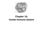 innate immune systemch14