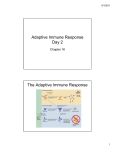 Lecture 16 - Adaptive Immunity Day 2  2 slides per page S11