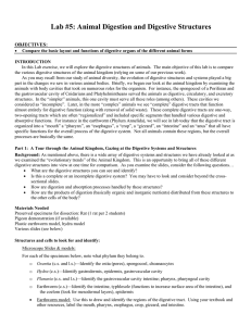 Lab #5: Animal Digestion