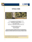 Multiplication of Grapevines in Nurseries