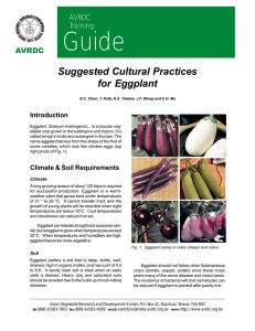 Eggplant Production Manual