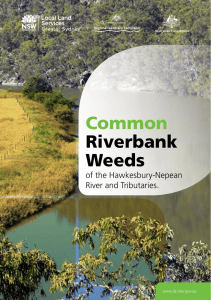 Common Riverbank Weeds of the Hawkesbury-Nepean River and Tributaries (PDF, 1701.69 KB)