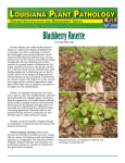 3527 Blackberry Disease PDF | 1.81MB 3/18/2016 2:37:58 PM