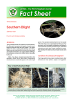 Southern Blight PDF | 185.39KB 10/26/2015 12:58:44 AM
