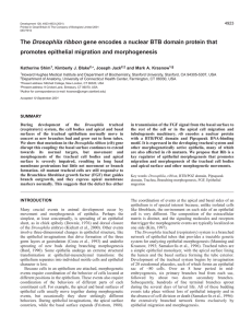 The Drosophila ribbon gene encodes a nuclear BTB domain protein that promotes epithelial migration and morphogenesis. Development 128, 4923-4933. pdf