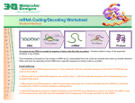 mRNA Coding/Decoding Worksheet Student Handout
