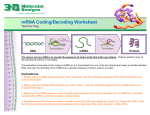 mRNA Coding/Decoding Worksheet Teacher Key