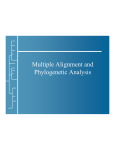 Multiple Alignment Phylogenetic Analysis