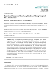 Functional analysis of the Drosophila Dnop5 gene using targeted RNA interference