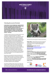 Unlocking the secrets of the koala (PDF File 279.9 KB)