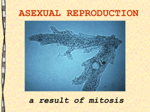 ASEXUAL REPRODUCTION a result of mitosis