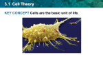 3.1  Cell Theory KEY CONCEPT