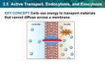 3.5  Active Transport, Endocytosis, and Exocytosis KEY CONCEPT
