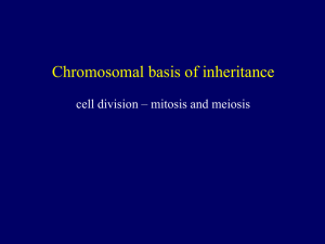 Chromosomal basis of inheritance cell division – mitosis and meiosis