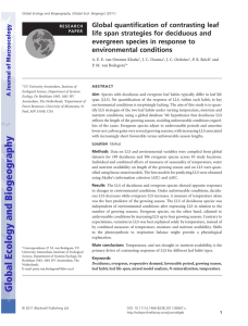 Global quantification of contrasting leaf life span strategies for deciduous and