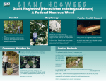 G I A N T   H O G... Giant Hogweed (Heracleum mantegazzianum) A Federal Noxious Weed Habitat