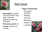 Red Clover