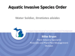 Aquatic Invasive Species Order  Stratiotes aloides Mike Bryan