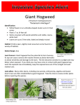 Giant Hogweed *Detected in Michigan*