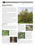Glossy buckthorn Invasive Species—Best Control Practices Frangula alnus