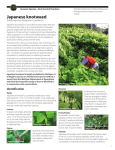 Japanese knotweed Invasive Species—Best Control Practices Fallopia japonica (Polygonum cuspidatum)