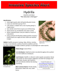 Hydrilla *Not detected in Michigan*