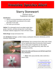 Starry Stonewort *Established in Michigan*