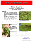 Giant Salvinia *Not detected in Michigan*