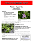 Water Hyacinth *Detected in Michigan*