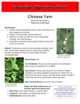 Chinese Yam *Detected in Michigan