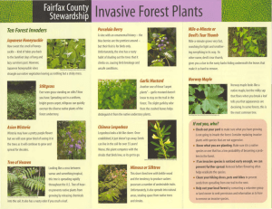 Invasive Forest Plants Ten Forest Invaders Porcelain Berry Japanese Honeysuckle