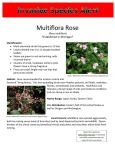 Multiflora Rose *Established in Michigan*