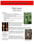 Black Locust *Established in Michigan*