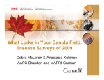 What Lurks in Your Canola Field: Disease Surveys of 2009