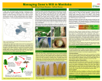 Managing Goss’s Wilt in Manitoba