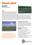 Weed alert Hydrilla (Hydrilla verticillata)