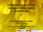 Identifying Thrips &amp; Their Damage in New England Greenhouses
