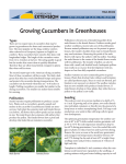 Growing Cucumbers in Greenhouses Types HGA-00434