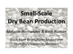 Small-Scale Dry Bean Production Melanie Hernandez &amp; Beth Ruman