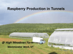 Raspberry Production in Tunnels @ High Meadows Farm Westminster West, VT