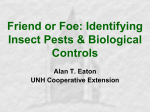 Friend or Foe: Identifying Insect Pests &amp; Biological Controls Alan T. Eaton