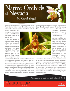 Native Orchids Nevada of