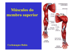 Músculos do membro superior