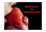 músculos da mastigação - Portal FOP