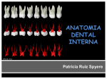 anatomia dental interna